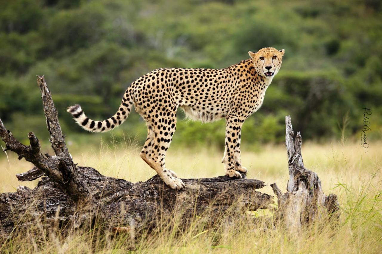 Sungulwane Private Game Lodge Hluhluwe Zewnętrze zdjęcie